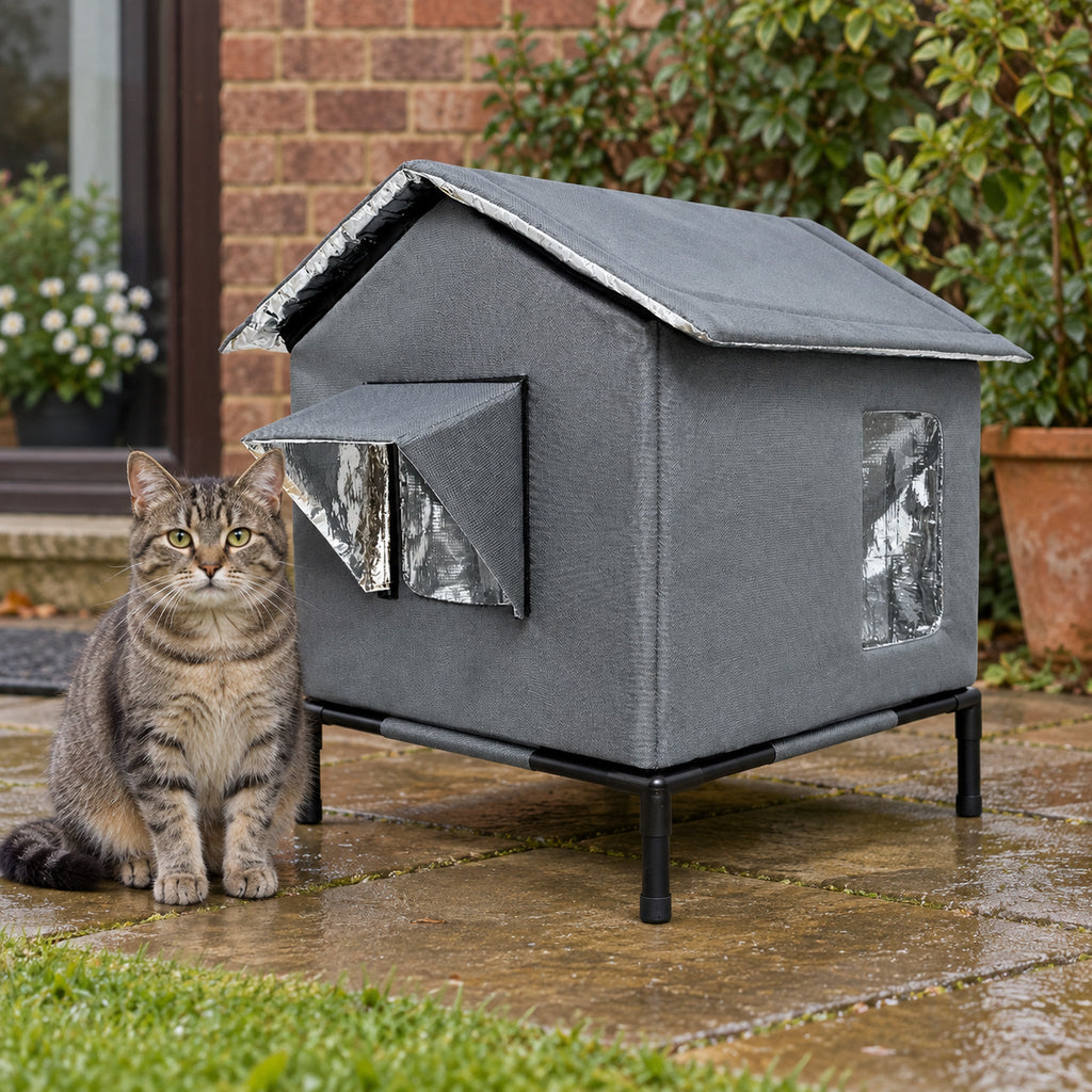 Tabby cat sitting beside the shelter on a wet patio